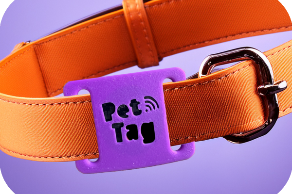 collar_pet