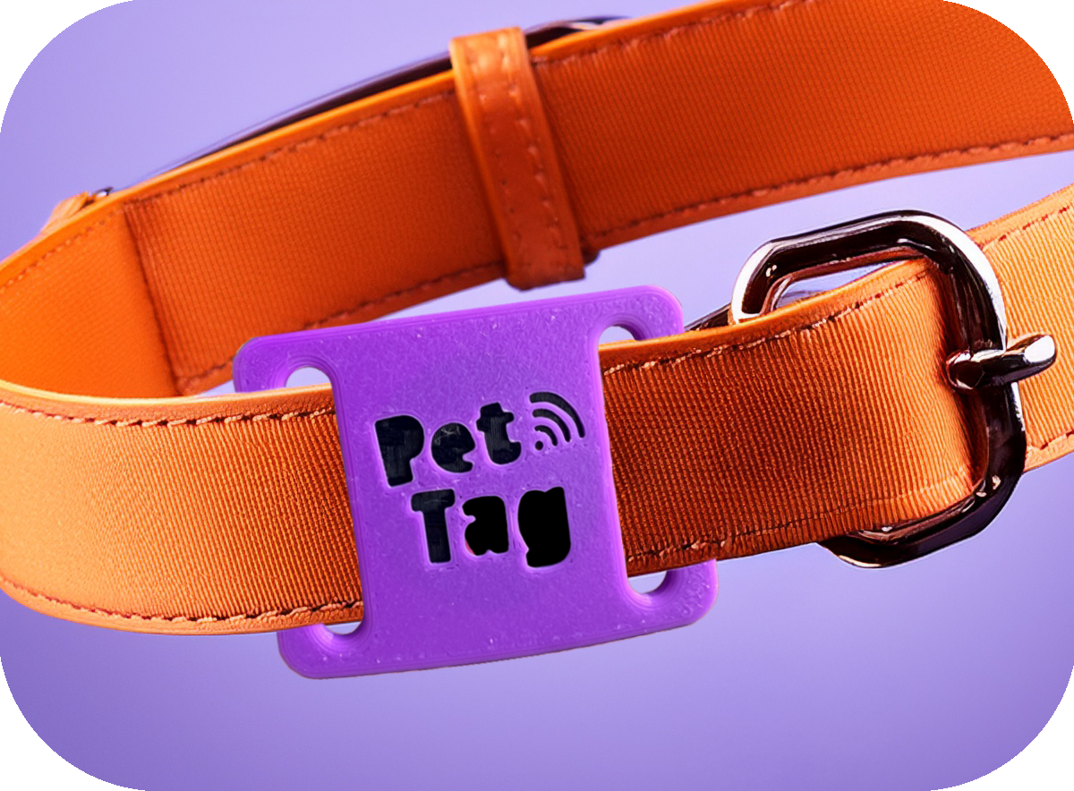 collar_pet